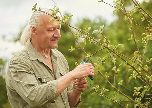 Man is stood cutting his plant in the garden.